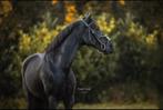 Zwarte Allround/dressuur pony  E (ruin), Dieren en Toebehoren, Pony's, E pony (1.48m - 1.57m), Gechipt, Ruin, Dressuurpony