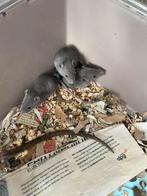 Baby ratten/rittens russian blue mannetjes en vrouwtjes, Dieren en Toebehoren, Knaagdieren, Meerdere dieren, Rat, Tam