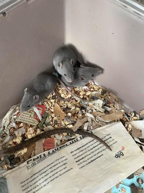 Baby ratten/rittens russian blue mannetjes en vrouwtjes, Dieren en Toebehoren, Knaagdieren, Meerdere dieren, Rat, Tam