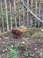 Te koop chocin haantjes, Dieren en Toebehoren, Pluimvee, Mannelijk, Kip