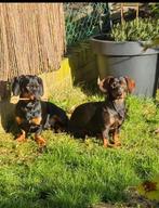 Twee prachtige lieve bruin/zwarte jonge teckels, Dieren en Toebehoren, Honden | Teckels en Dashonden, Standaard, Rabiës (hondsdolheid)