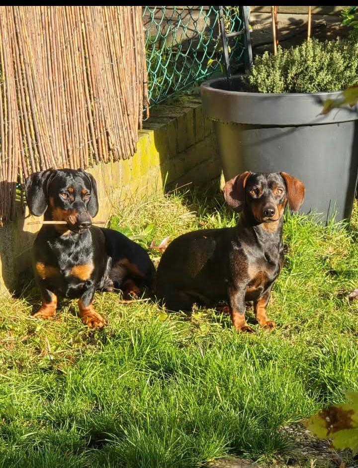 Twee prachtige lieve bruin/zwarte jonge teckels, Dieren en Toebehoren, Honden | Teckels en Dashonden, Reu, Korthaar, Standaard