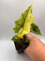 Alocasia Tandurusa jacklyn aurea variegata, Overige soorten, In pot, Minder dan 100 cm, Bloeiende kamerplant