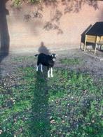 zwarte toggenburger bok, Dieren en Toebehoren, Schapen, Geiten en Varkens, Mannelijk, Geit, 0 tot 2 jaar