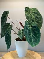 Anthurium Ace of Spades x hybrid, Ophalen of Verzenden, Overige soorten, Minder dan 100 cm