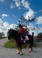 Verzorger aangeboden. Verzorg pony gezocht, Dieren en Toebehoren, Ophalen of Verzenden, Zo goed als nieuw