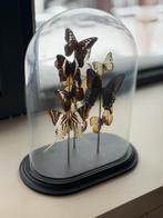 Antieke stolp met vlinders, Ophalen, Gebruikt