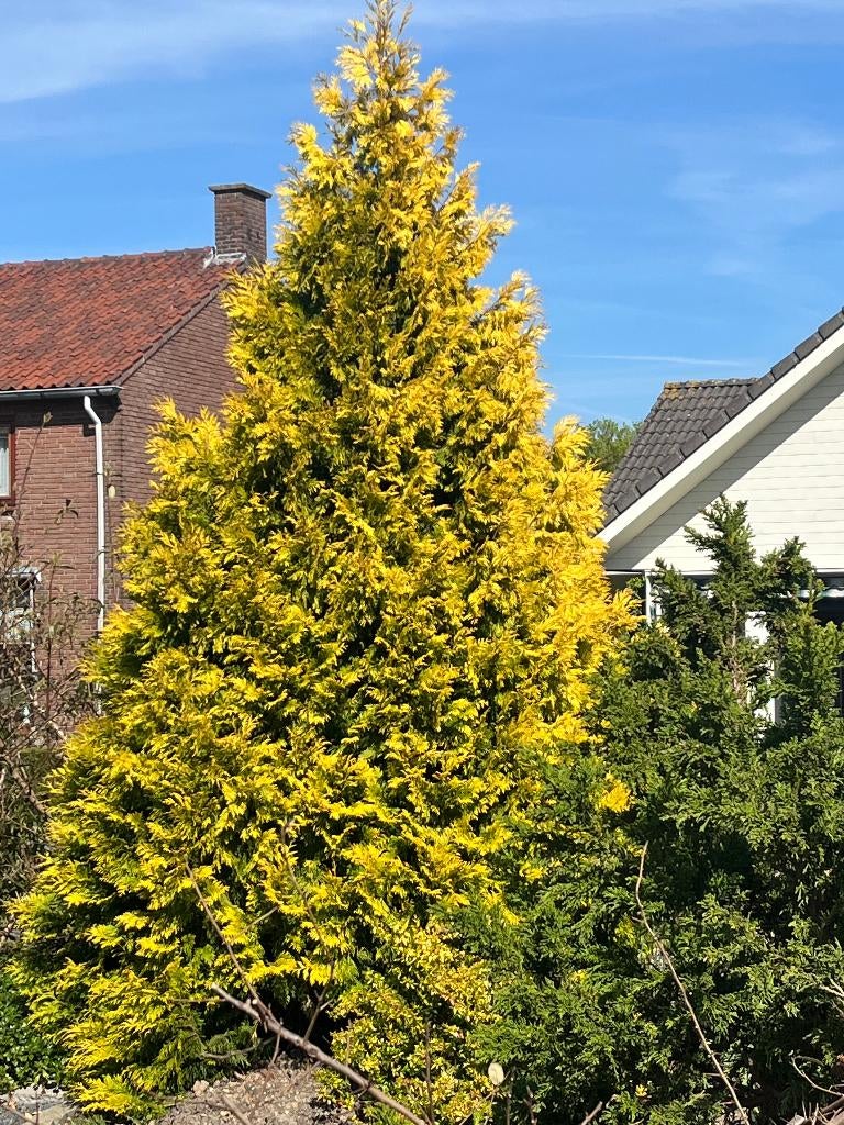 Goudgele Levensboom, een nieuw soort!! Conifeer 4everGoldy, Tuin en Terras, Planten | Bomen, Overige soorten, 100 tot 250 cm, Volle zon
