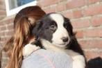 Super MOOIE puppy's, CDV (hondenziekte), 8 tot 15 weken, Meerdere, Nederland
