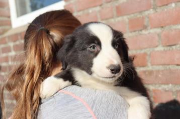 Super MOOIE puppy's beschikbaar voor biedingen