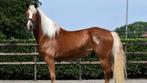 brave grote haflinger ruin, Dieren en Toebehoren, Pony's, E pony (1.48m - 1.57m), Ruin, Dressuurpony, 3 tot 6 jaar