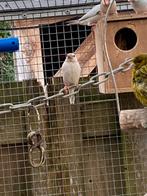 Rijstvogels, Dieren en Toebehoren, Vogels | Overige Vogels, Meerdere dieren