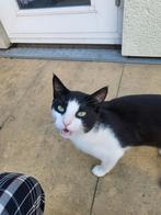 Lief aanhankelijk 1 jarige katertje, Dieren en Toebehoren, Katten en Kittens | Overige Katten, Kater