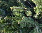 **ACTIE** Abies nordmanniana, Nordmann spar, kerstbomen, Tuin en Terras, Ophalen of Verzenden, Overige soorten, Struik, Minder dan 100 cm