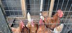 4 bruine legkippen ivm emigratie weg, Dieren en Toebehoren, Pluimvee, Vrouwelijk, Kip