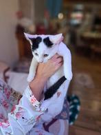 1 liefe sociaal  kitens te koop  poesje, Dieren en Toebehoren, Katten en Kittens | Overige Katten, Kater, Kortharig, 0 tot 2 jaar