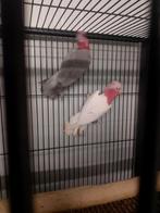 Lutino x split lutino rose kakatoe, Meerdere dieren, Parkiet