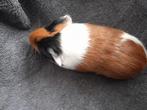 Jonge cavia s, Dieren en Toebehoren, Knaagdieren, Augustus, Meerdere dieren, Cavia