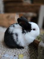 Minilop konijntje, Mannelijk, Dwerg