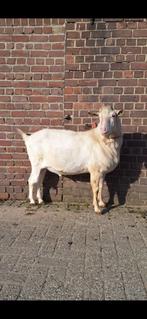 Witte melkgeit bok CL/CAE vrij, Dieren en Toebehoren, Schapen, Geiten en Varkens, Mannelijk, Geit