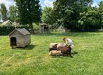 4 handtamme Ouessant rammetje van dit voorjaar, Dieren en Toebehoren, Schapen, Geiten en Varkens, Mannelijk, Schaap, 0 tot 2 jaar