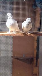 Duiven te koop, Meerdere dieren, Overige soorten