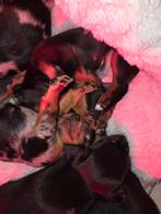 Teckel Daschund x Jack russel gladhaard pups  puppy, Dieren en Toebehoren, Honden | Teckels en Dashonden, CDV (hondenziekte), 8 tot 15 weken