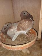 Koppel jonge postduiven,  ONGERINGD!, Dieren en Toebehoren, Vogels | Duiven, Meerdere dieren, Postduif