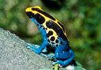 Gevraagd: Dendrobates tinctorius nominaat (vrouw), Amfibie, 0 tot 2 jaar