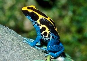 Gevraagd: Dendrobates tinctorius nominaat (vrouw)