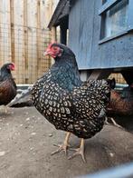 Jonge barnevelder kriel hennen dubbelgezoomd, Vrouwelijk, Kip