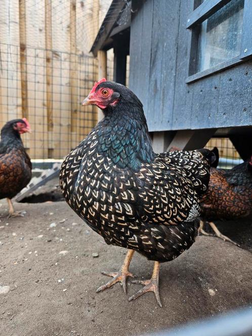 Jonge barnevelder kriel hennen dubbelgezoomd, Dieren en Toebehoren, Pluimvee, Kip, Vrouwelijk