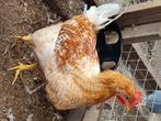 Isa Brown / Araucana, Dieren en Toebehoren, Vrouwelijk, Kip