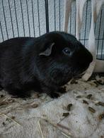 Prachtige cavia, Cavia, Augustus, Mannelijk, Tam