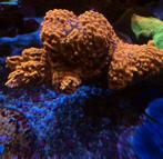 Zeeaquarium koraal, Overige typen