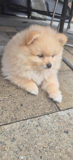Dwergkees | pomeranian| bearface| cream| white reutje, Reu, 8 tot 15 weken, Eén hond, Nederland