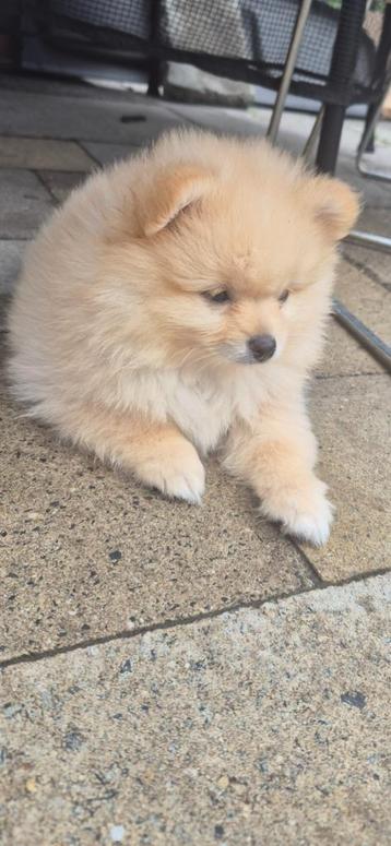 Dwergkees | pomeranian| bearface| cream| white reutje beschikbaar voor biedingen