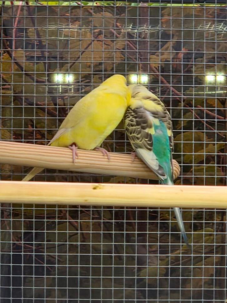 12 kunststof broedblokken en koppels grasparkieten, Dieren en Toebehoren, Vogels | Parkieten en Papegaaien, Parkiet, Meerdere dieren