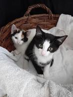 Mooie, speelse en lieve kittens te koop, Dieren en Toebehoren, Katten en Kittens | Raskatten | Korthaar, Meerdere dieren, Ontwormd