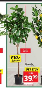 Kunstplant Magnolia, Bloeit niet, Overige soorten, 100 tot 250 cm, Ophalen