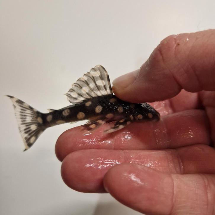 L082 Scobiancistrus Raonii Opal Spot Pleco L nummer, Dieren en Toebehoren, Vissen | Aquaria en Toebehoren, Zo goed als nieuw, Plant(en), Steen of Hout