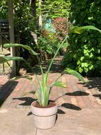 Strelitzia Nicolai aurea yellow variegata, Huis en Inrichting, Kamerplanten, Ophalen, Overige soorten, Minder dan 100 cm