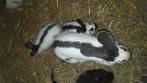 Jonge lotharinger konijnen groot, Meerdere dieren, Groot, 0 tot 2 jaar