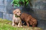 Australian doodle pups, Dieren en Toebehoren, Overige rassen, 8 tot 15 weken, CDV (hondenziekte), Meerdere