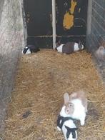 Mooie Hollanders, Meerdere dieren, Groot