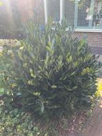 Laurierstruik - Mooie tuinplant gratis, Tuin en Terras, Ophalen of Verzenden, Laurier, Struik, Minder dan 100 cm