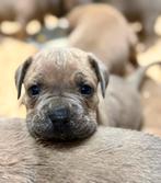 Prachtige cane corso pups met raad van beheer stamboom, Dieren en Toebehoren, Rabiës (hondsdolheid), Overige rassen, 8 tot 15 weken