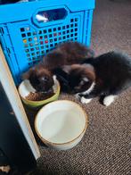 Boerderij Kittens, Dieren en Toebehoren, Meerdere dieren