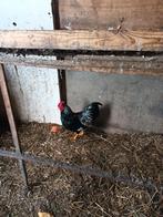 Barnevelder krielhaan  ( Zilver Zwart ), Mannelijk, Kip