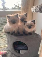 Britse langhaarkitten, Dieren en Toebehoren, Katten en Kittens | Raskatten | Langhaar, Meerdere dieren, Gechipt, 0 tot 2 jaar